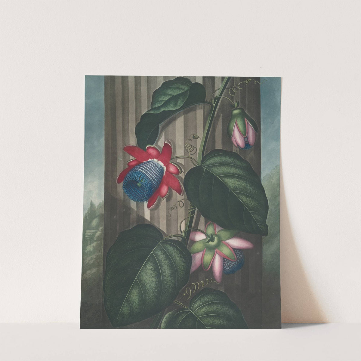 The winged passion-flower by Robert John Thornton