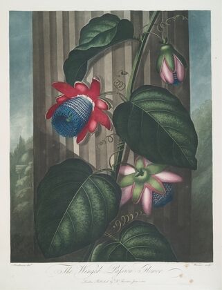 The Winged Passion-Flower.