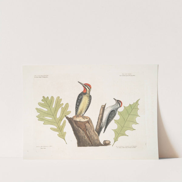 The Yellow-bellied Woodpecker; The smallest spotted Woodpecker; White Oak; The White Oak with sharp notches. by Mark Catesby