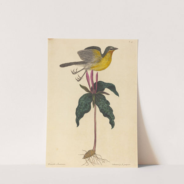 The Yellow-breasted Chat by Mark Catesby
