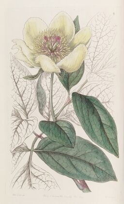 The Yellow Paeony
