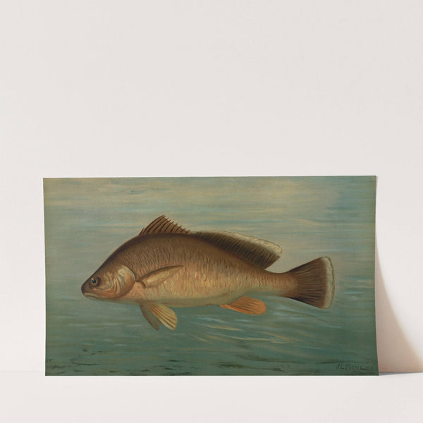 The Yellow Perch, Perca flaverscens. (1898) by John L. Petrie