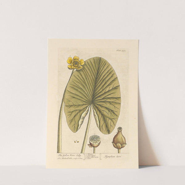 The yellow water lilly by Elizabeth Blackwell