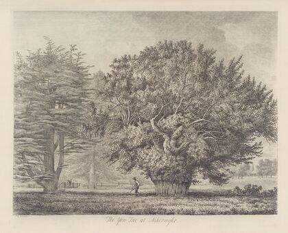 The Yew Tree at Ankerwyke — size preview