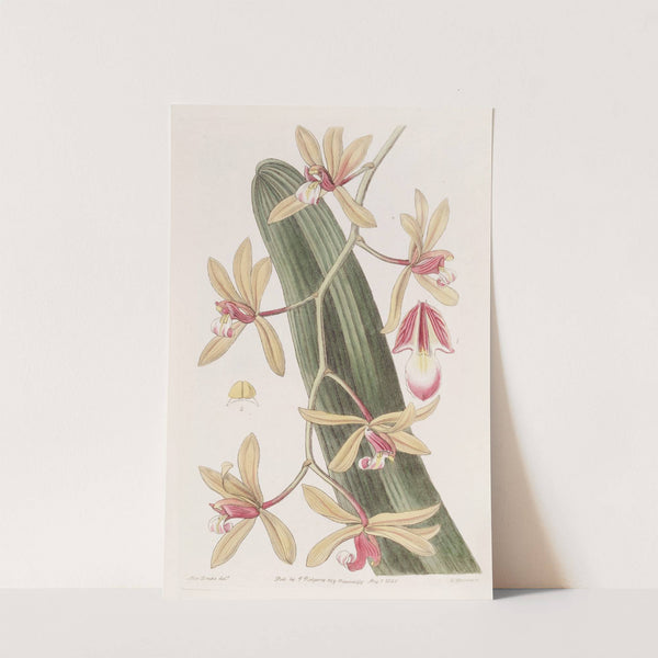 Thick-leaved Cymbidium by Sydenham Edwards