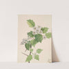 Thicket Hawthorn (Crataegus coccinea) (1922) by Mary Vaux Walcott