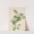 Thicket Hawthorn (Crataegus coccinea) (1922) by Mary Vaux Walcott