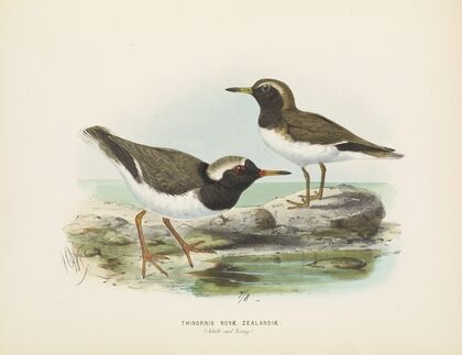 Thinornis nove zealandiae (Adult and Young)