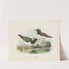 Thinornis nove zealandiae (Adult and Young) by John Gerrard Keulemans