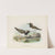 Thinornis nove zealandiae (Adult and Young) by John Gerrard Keulemans