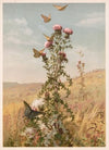 Thistle (1886)