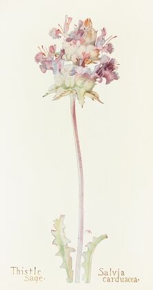 Thistle Sage (1915)