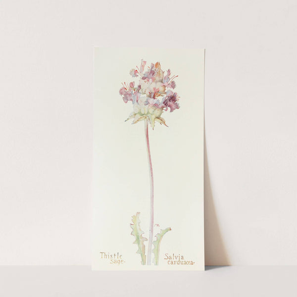 Thistle Sage (1915) by Margaret Armstrong