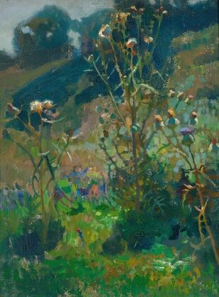 Thistles against the sun