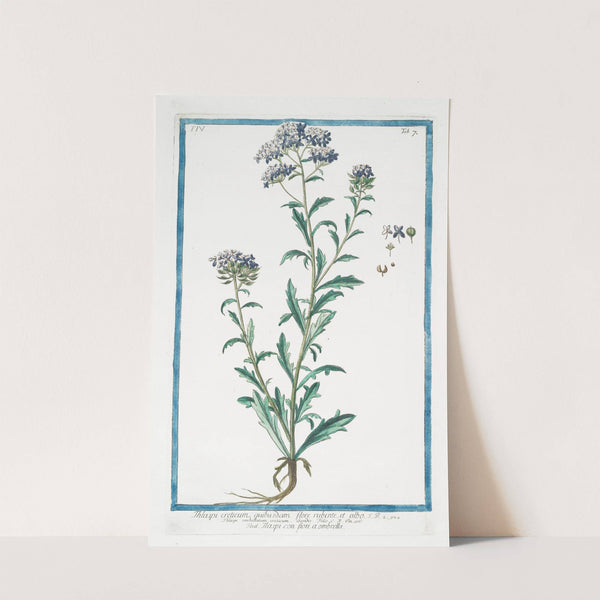 Thlaspi creticum, quibusdam flore rubente, et albo - Thlaspi con fiori a ombrella.(Pennycress from Crete) by Giorgio Bonelli