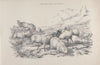 Thomas Sydney Cooper’s cattle subjects Pl.17