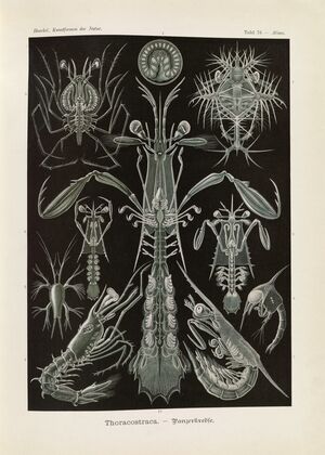 Thoracostraca. – Panzerkrebse