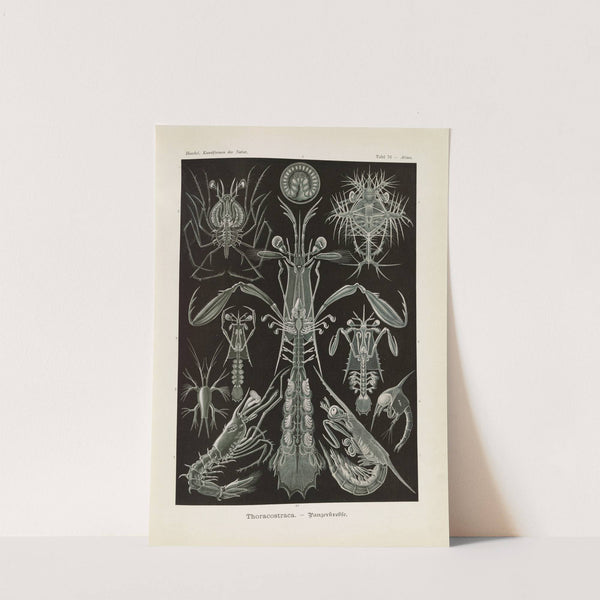 Thoracostraca. - Panzerkrebse by Ernst Haeckel