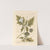 Thorn apple by Elizabeth Blackwell