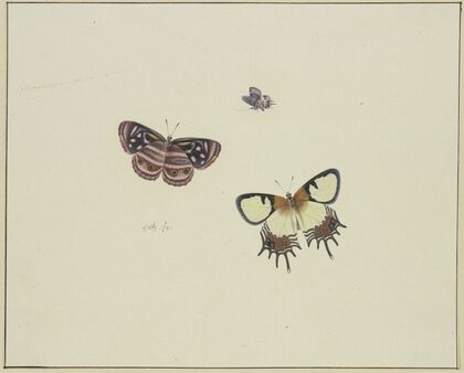 Three butterflies