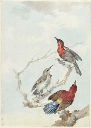 Three Crimson Sunbirds