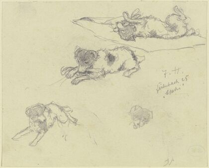 Three dog studies