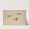 Three Dragonflies by Rochus van Veen