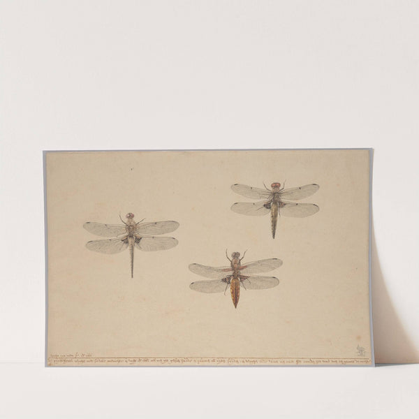 Three Dragonflies by Rochus van Veen