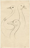 Three heads of gooses. Leaf of a sketchbook