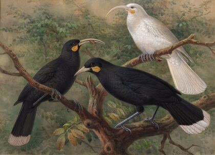 Three huia (Heteralocha acutirostris), Huia, Heteralocha acutirostris (circa 1900)