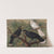 Three huia (Heteralocha acutirostris), Huia, Heteralocha acutirostris (circa 1900) by John Gerrard Keulemans