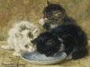 Three kittens