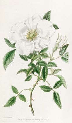 Three-leaved China Rose