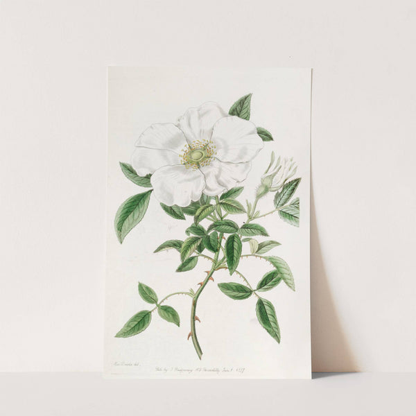 Three-leaved China Rose by Sydenham Edwards