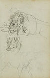 Three lion studies