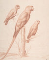 Three Parrots