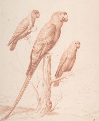 Three Parrots