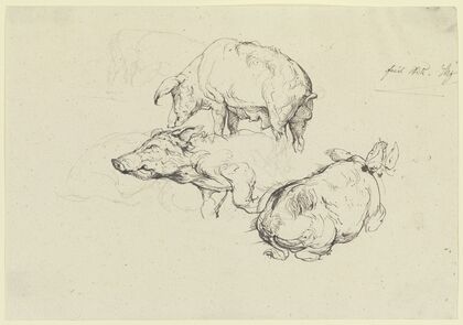 Three pigs