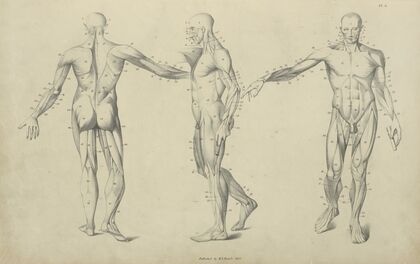 Three poses of musculature