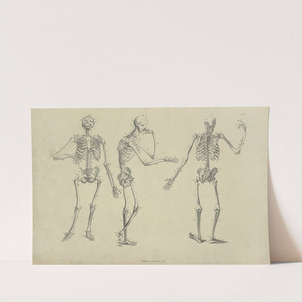 Three poses of skeleton by M.A. Nattali