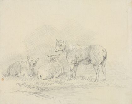 Three Sheep.