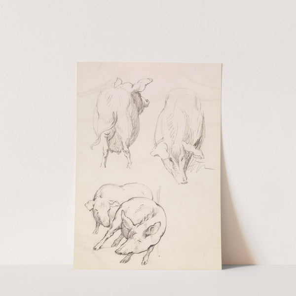 Three Studies of Pigs by Frederick Sandys