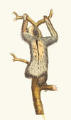 THREE-TOED SLOTH (1789-1813)