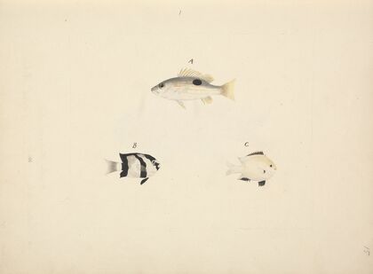 Three Unidentified Fish