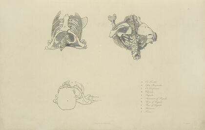 Three views of bones of upper torso