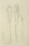 Three views of musculature of the leg