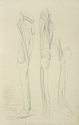 Three views of musculature of the leg