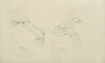 Three views of the musculature of the arm