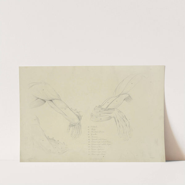 Three views of the musculature of the arm by M.A. Nattali