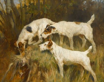 Three Wire Fox Terriers working a hole
